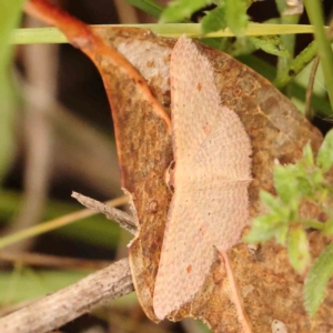 Epicyme rubropunctaria at Bruce Ridge - 20 Mar 2024 01:46 PM