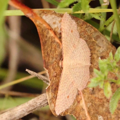 Epicyme rubropunctaria (Red-spotted Delicate) at Bruce Ridge - 20 Mar 2024 by ConBoekel