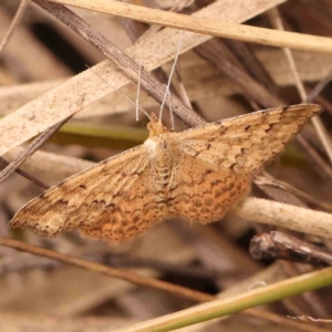 Scopula rubraria at Bruce Ridge - 20 Mar 2024