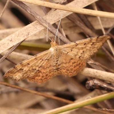 Scopula rubraria (Reddish Wave, Plantain Moth) at O'Connor, ACT - 20 Mar 2024 by ConBoekel