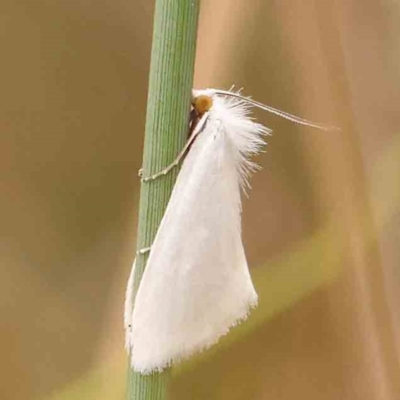 Tipanaea patulella (A Crambid moth) at O'Connor, ACT - 20 Mar 2024 by ConBoekel