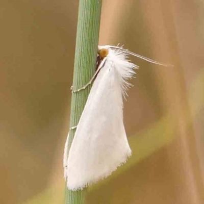 Tipanaea patulella (The White Crambid moth) at Bruce Ridge - 20 Mar 2024 by ConBoekel