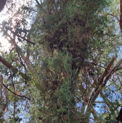 Clematis leptophylla (Small-leaf Clematis, Old Man's Beard) at Piney Ridge - 22 Mar 2024 by strigo