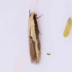 Opogona stenocraspeda (Tineidae) at Bruce Ridge - 20 Mar 2024 by ConBoekel