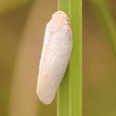 Anzora unicolor (Grey Planthopper) at Bruce Ridge - 20 Mar 2024 by ConBoekel