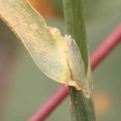 Phalaris aquatica at Bruce Ridge - 20 Mar 2024