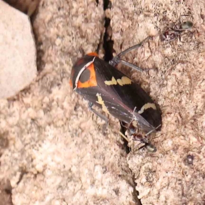 Eurymeloides pulchra (Gumtree hopper) at Bruce Ridge - 20 Mar 2024 by ConBoekel