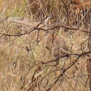 Oryctolagus cuniculus at Bruce Ridge - 20 Mar 2024