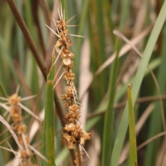 Lomandra longifolia (Spiny-headed Mat-rush, Honey Reed) at O'Connor, ACT - 20 Mar 2024 by ConBoekel