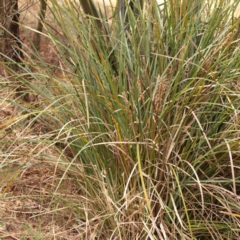 Lomandra longifolia at Bruce Ridge - 20 Mar 2024