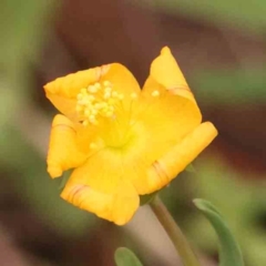 Hypericum gramineum (Small St Johns Wort) at O'Connor, ACT - 20 Mar 2024 by ConBoekel