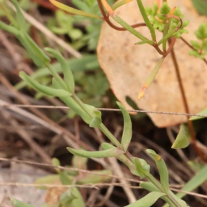 Hypericum gramineum at Bruce Ridge - 20 Mar 2024