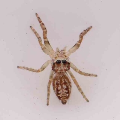 Opisthoncus serratofasciatus (Chevronned jumper) at O'Connor, ACT - 20 Mar 2024 by ConBoekel