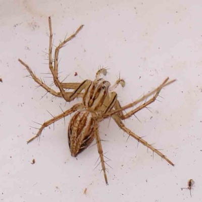 Oxyopes sp. (genus) (Lynx spider) at O'Connor, ACT - 20 Mar 2024 by ConBoekel