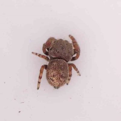Simaetha sp. (genus) (Unidentified Brown jumper) at O'Connor, ACT - 20 Mar 2024 by ConBoekel