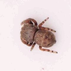 Simaetha sp. (genus) at Bruce Ridge - 20 Mar 2024