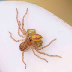 Isopeda or Isopedella sp. (genus) (Huntsman) at O'Connor, ACT - 20 Mar 2024 by ConBoekel