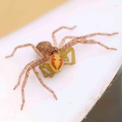 Thomisidae (family) (Unidentified Crab spider or Flower spider) at O'Connor, ACT - 20 Mar 2024 by ConBoekel