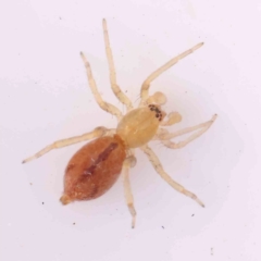 Clubionidae (family) (Sac Spider) at Bruce Ridge - 20 Mar 2024 by ConBoekel
