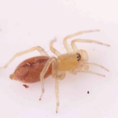 Clubionidae (family) at Bruce Ridge - 20 Mar 2024 02:00 PM