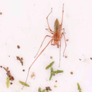 Cheiracanthium gracile at Bruce Ridge - 20 Mar 2024 01:50 PM