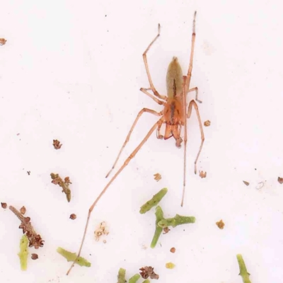 Cheiracanthium gracile (Slender sac spider) at O'Connor, ACT - 20 Mar 2024 by ConBoekel