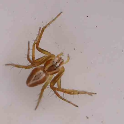 Oxyopes sp. (genus) (Lynx spider) at O'Connor, ACT - 20 Mar 2024 by ConBoekel