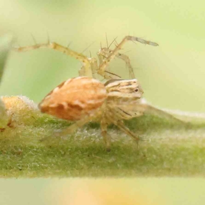 Oxyopes sp. (genus) (Lynx spider) at O'Connor, ACT - 20 Mar 2024 by ConBoekel