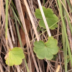 Hydrocotyle laxiflora (Stinking Pennywort) at O'Connor, ACT - 20 Mar 2024 by ConBoekel