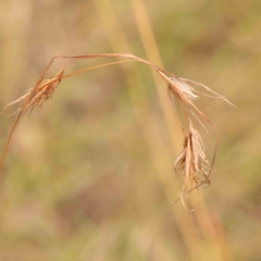 Themeda triandra (Kangaroo Grass) at O'Connor, ACT - 20 Mar 2024 by ConBoekel