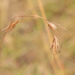 Themeda triandra at Bruce Ridge - 20 Mar 2024 01:28 PM