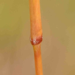 Themeda triandra at Bruce Ridge - 20 Mar 2024 01:28 PM