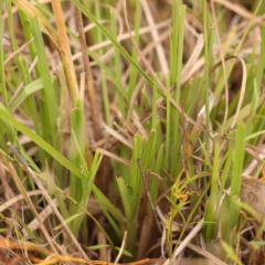 Themeda triandra at Bruce Ridge - 20 Mar 2024