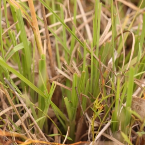 Themeda triandra at Bruce Ridge - 20 Mar 2024 01:28 PM