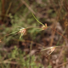 Themeda triandra (Kangaroo Grass) at Bruce Ridge - 20 Mar 2024 by ConBoekel