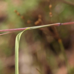 Themeda triandra at Bruce Ridge - 20 Mar 2024