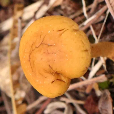 Unidentified Cap on a stem; gills below cap [mushrooms or mushroom-like] at Bruce Ridge - 20 Mar 2024 by ConBoekel