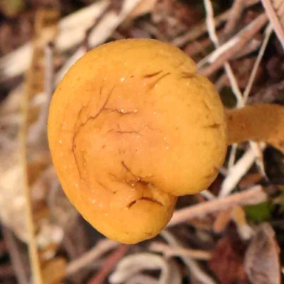 zz agaric (stem; gills not white/cream) at Bruce Ridge - 20 Mar 2024 by ConBoekel