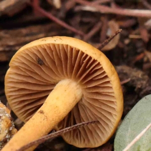 zz agaric (stem; gills not white/cream) at Bruce Ridge - 20 Mar 2024 02:18 PM