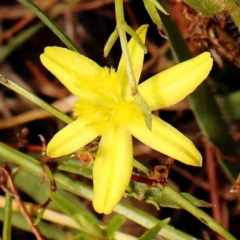 Tricoryne elatior (Yellow Rush Lily) at Bruce Ridge - 20 Mar 2024 by ConBoekel