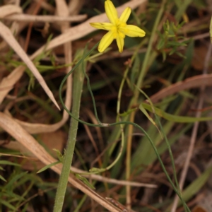 Tricoryne elatior at O'Connor, ACT - 20 Mar 2024