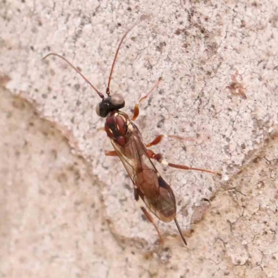Eupelmidae (family) (Eupelmid wasp) at O'Connor, ACT - 20 Mar 2024 by ConBoekel