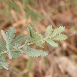 Acacia baileyana at Bruce Ridge - 20 Mar 2024