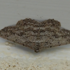 Didymoctenia exsuperata at Hall, ACT - 18 Mar 2024