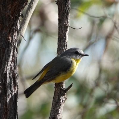 Eopsaltria australis (Eastern Yellow Robin) at Piney Ridge - 21 Mar 2024 by Anna123