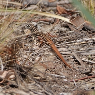 Ctenotus taeniolatus (Copper-tailed Skink) at Piney Ridge - 22 Mar 2024 by Anna123