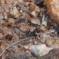 Camponotus sp. (genus) (A sugar ant) at Bluetts Block Area - 22 Mar 2024 by Anna123