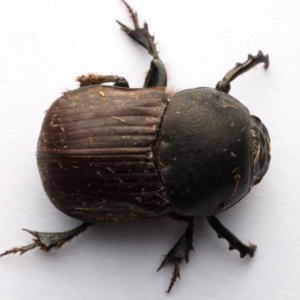 Onitis sp. (genus) at Ainslie, ACT - 19 Mar 2024