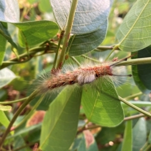 Orgyia anartoides at Campbell, ACT - 22 Mar 2024