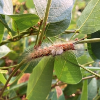 Orgyia anartoides (Painted Apple Moth) at Campbell, ACT - 22 Mar 2024 by SilkeSma